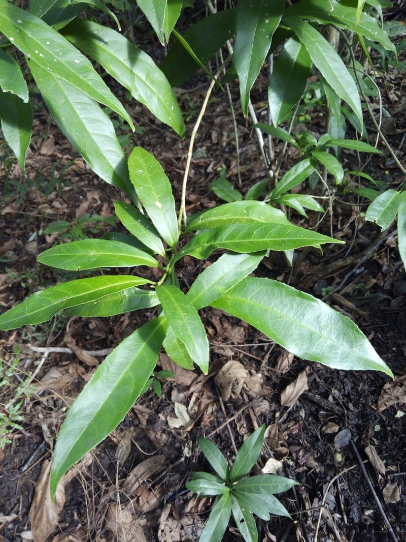 Orthion malpighiifolium