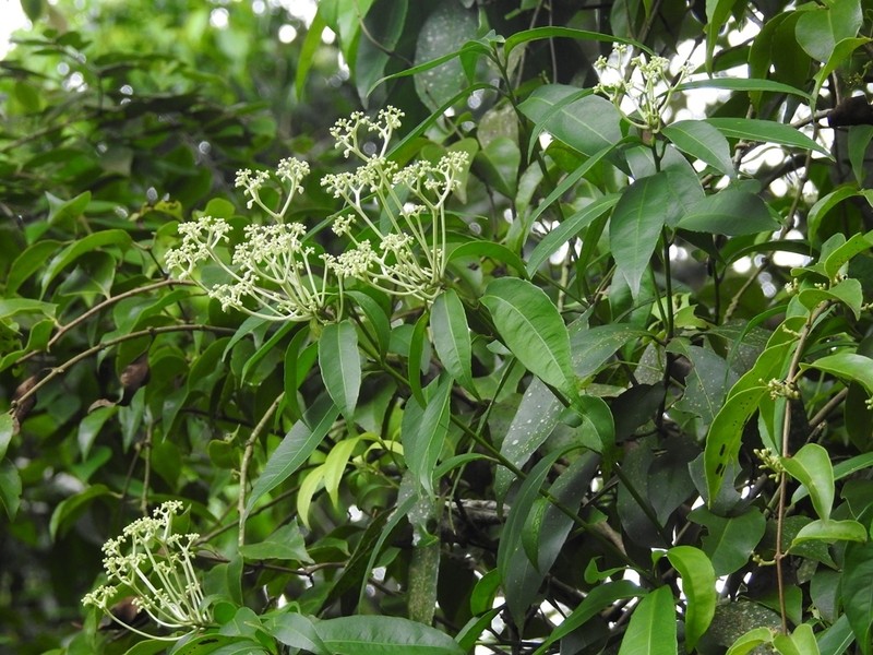 Orthion malpighiifolium photo 3
