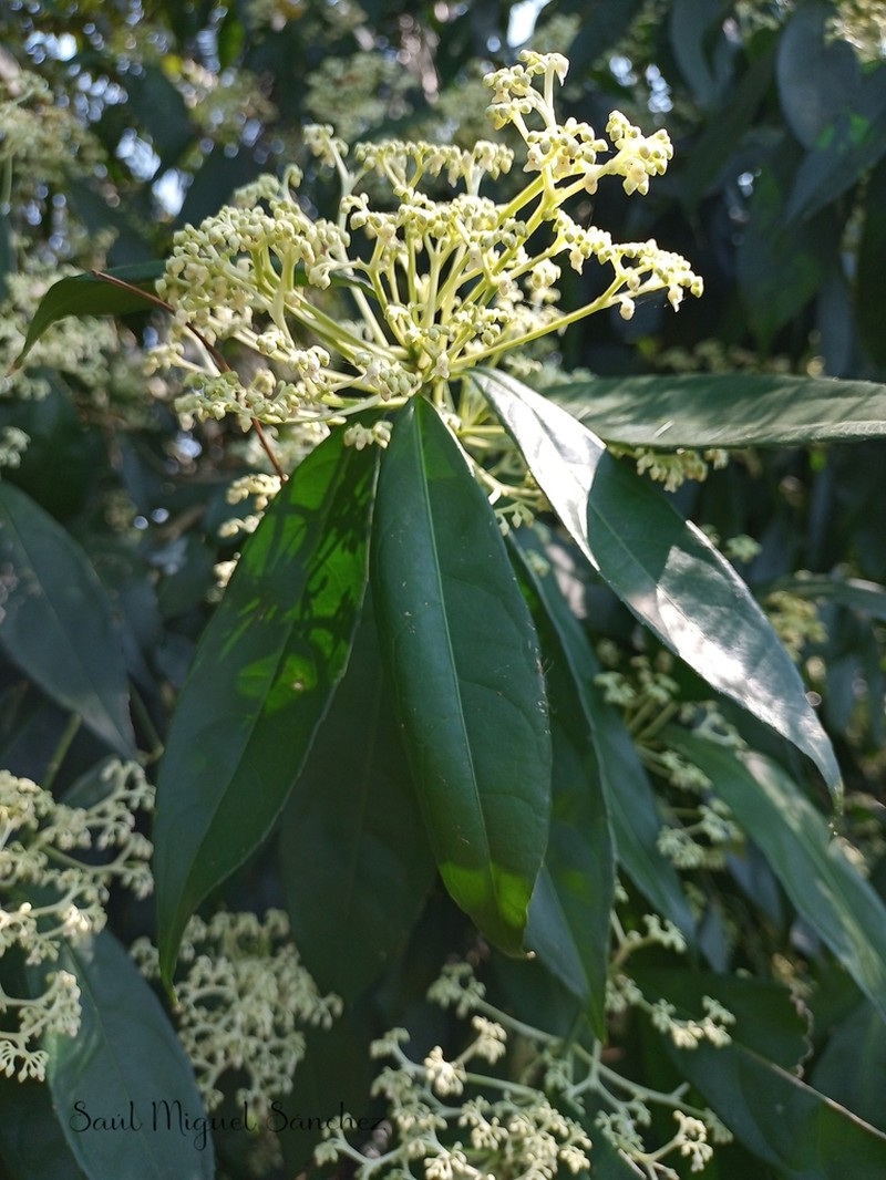 Orthion malpighiifolium photo 4