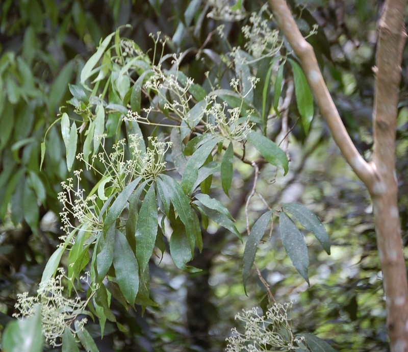 Orthion malpighiifolium photo 5
