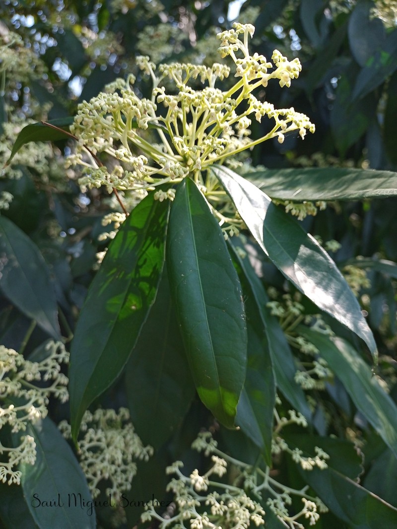 Orthion malpighiifolium photo 6
