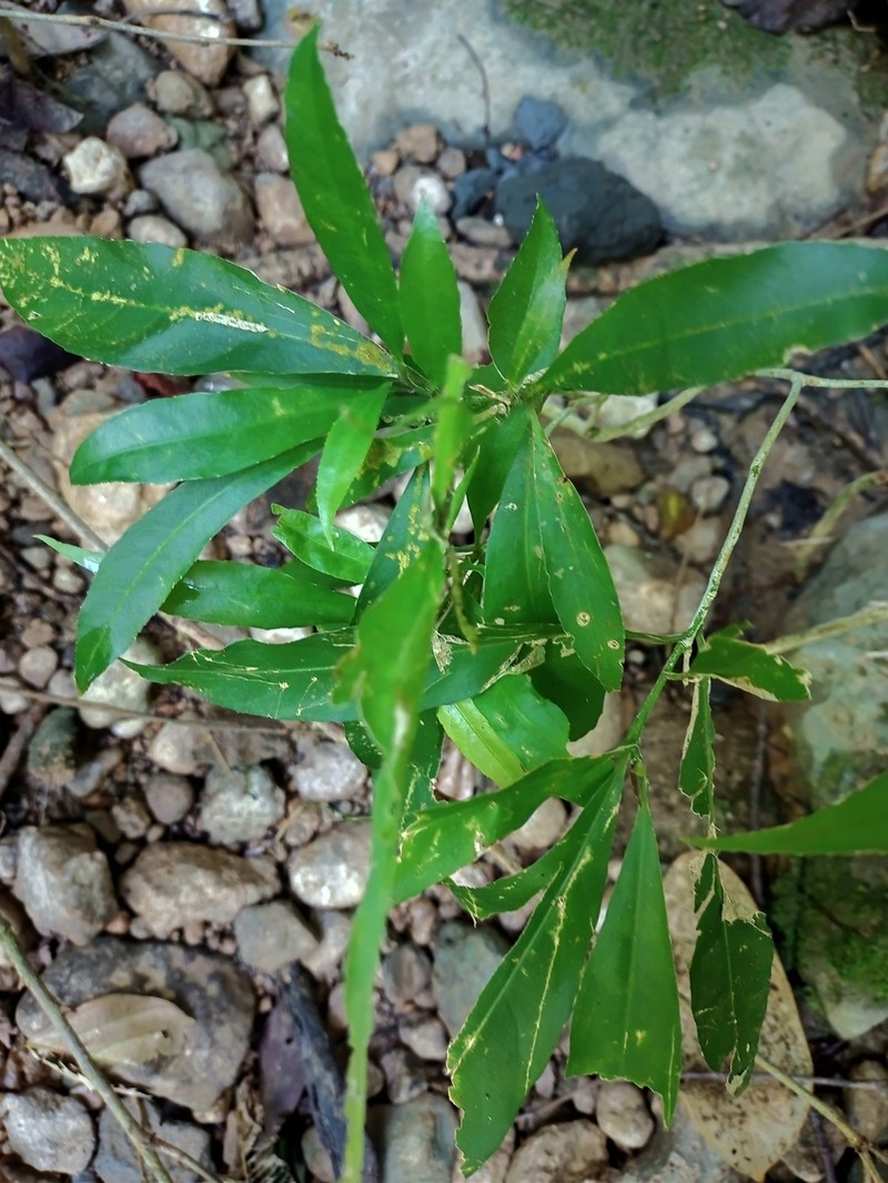 Orthion malpighiifolium photo 7