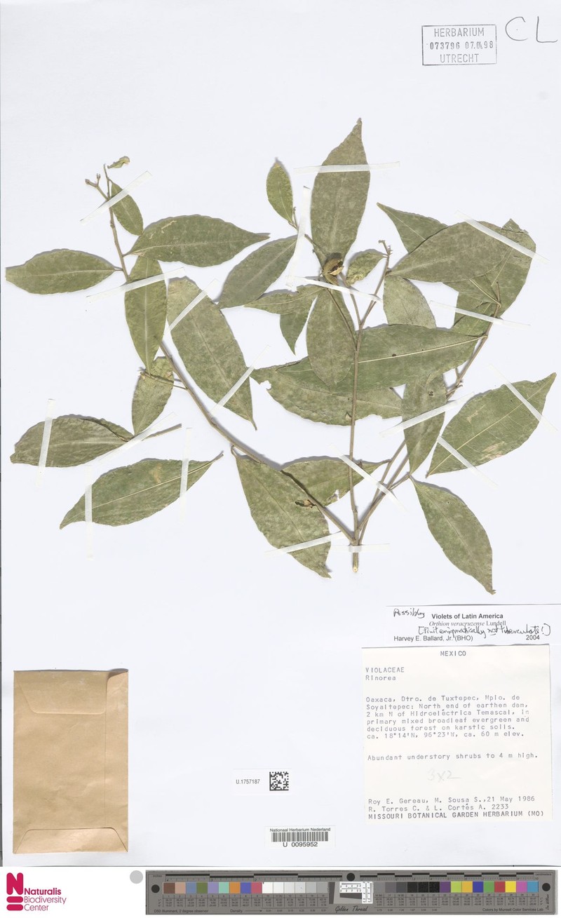 Orthion veracruzense