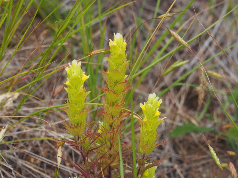 Grand Coulee Owl's-Clover