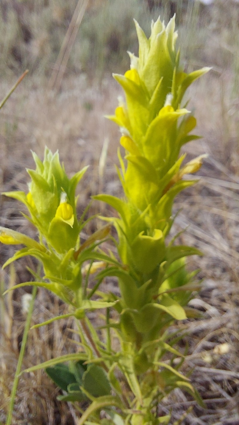 Grand Coulee Owl's-Clover photo 2
