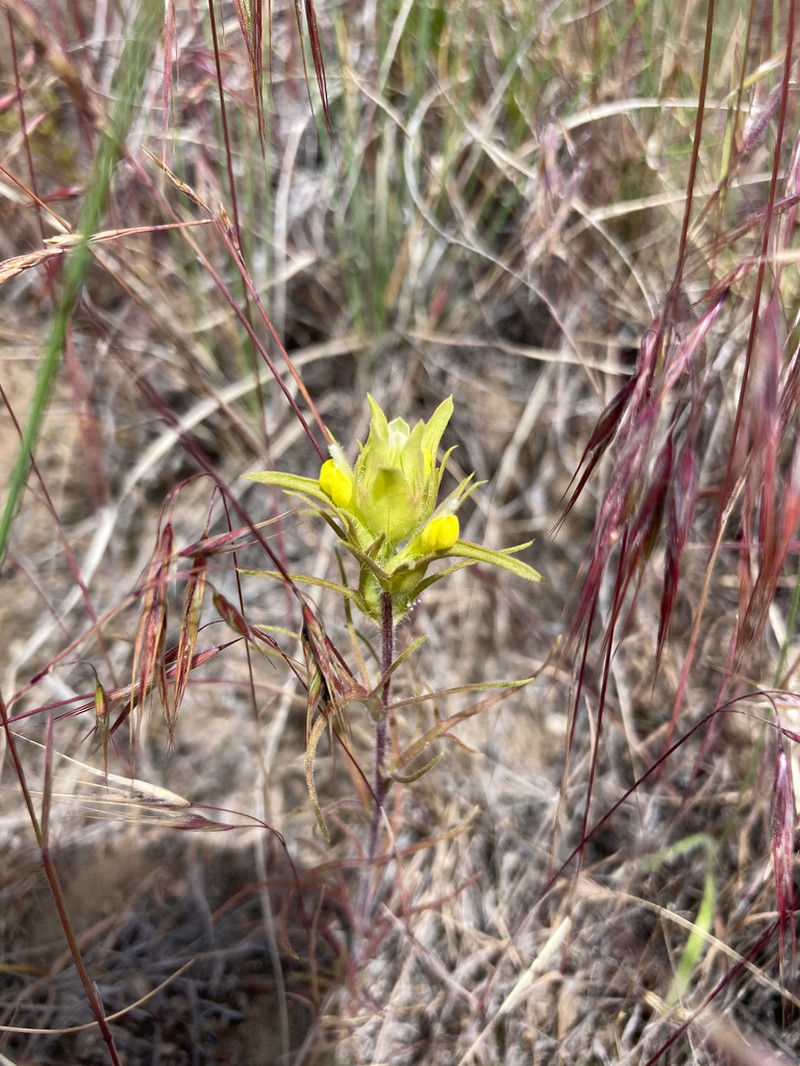 Grand Coulee Owl's-Clover photo 3