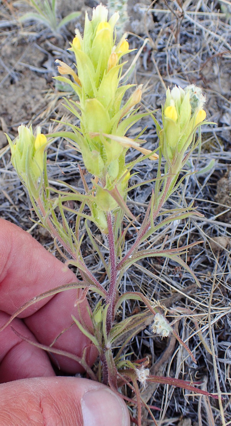 Grand Coulee Owl's-Clover photo 4