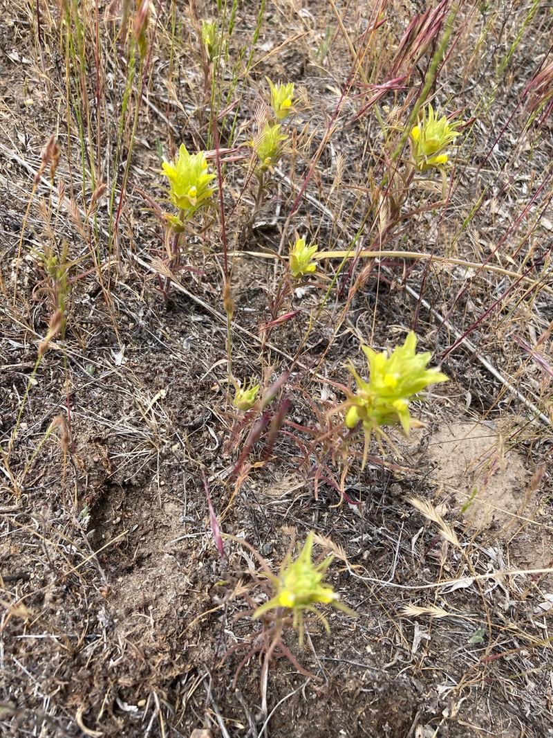 Grand Coulee Owl's-Clover photo 5