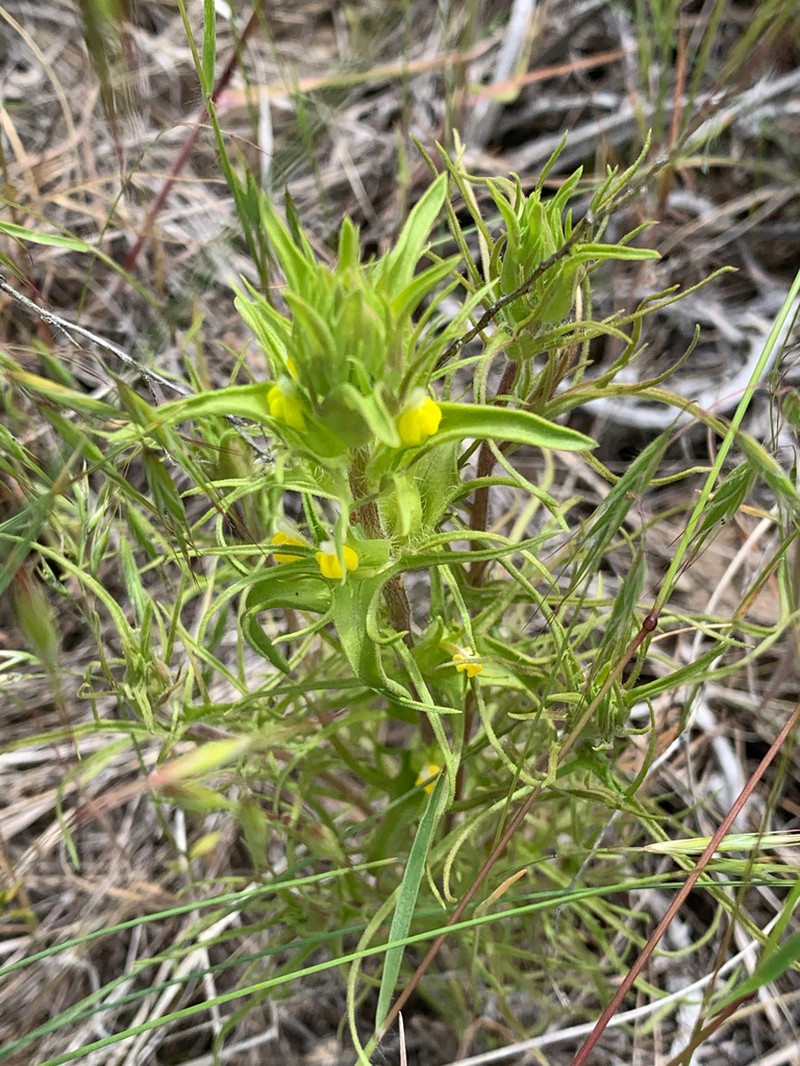 Grand Coulee Owl's-Clover photo 6
