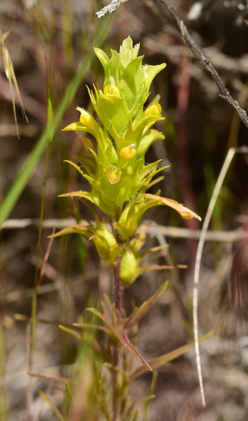 Grand Coulee Owl's-Clover photo 7