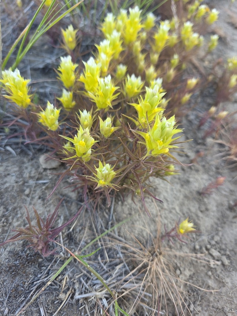 Grand Coulee Owl's-Clover photo 8