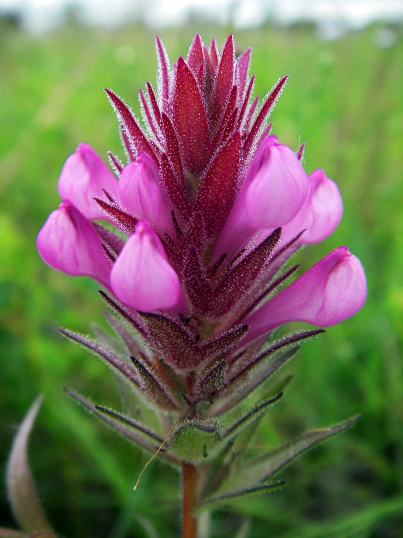 Rosy Owl's-Clover