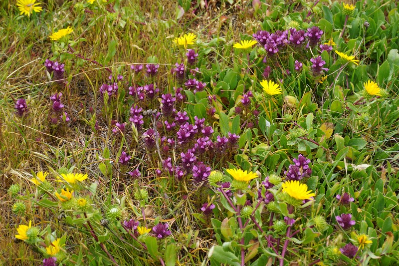 Rosy Owl's-Clover photo 2
