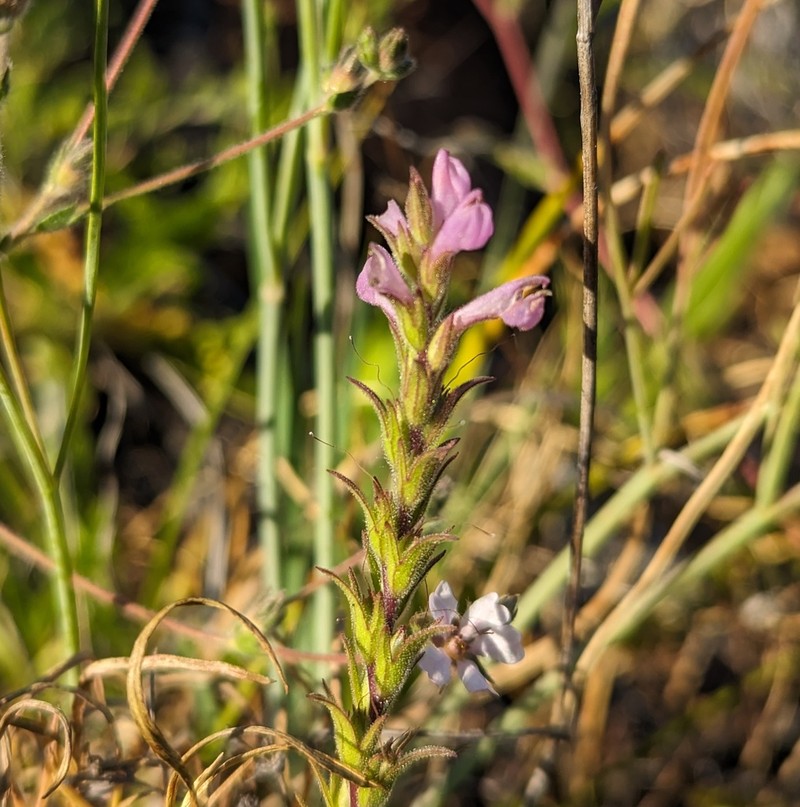 Rosy Owl's-Clover photo 5