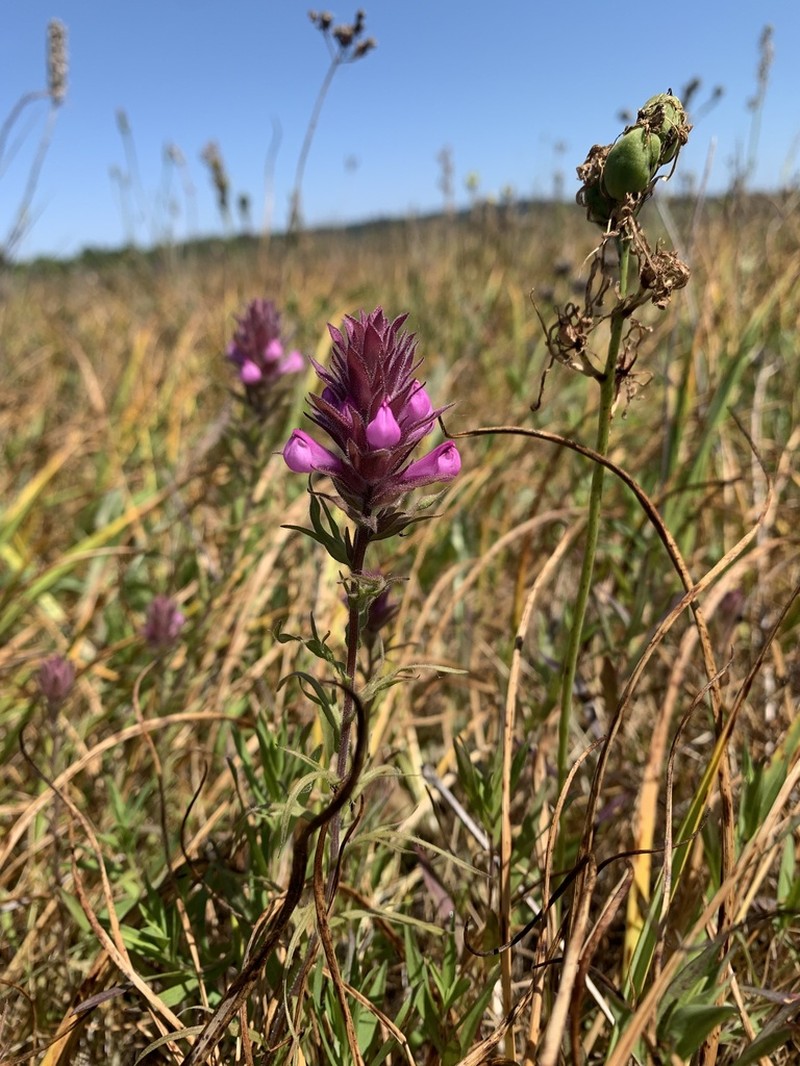 Rosy Owl's-Clover photo 6