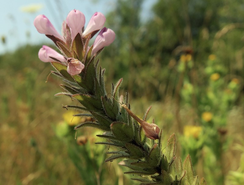 Rosy Owl's-Clover photo 7