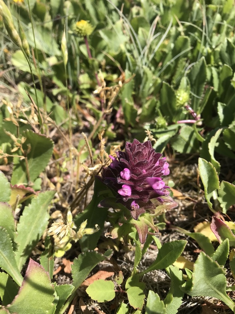 Rosy Owl's-Clover photo 8