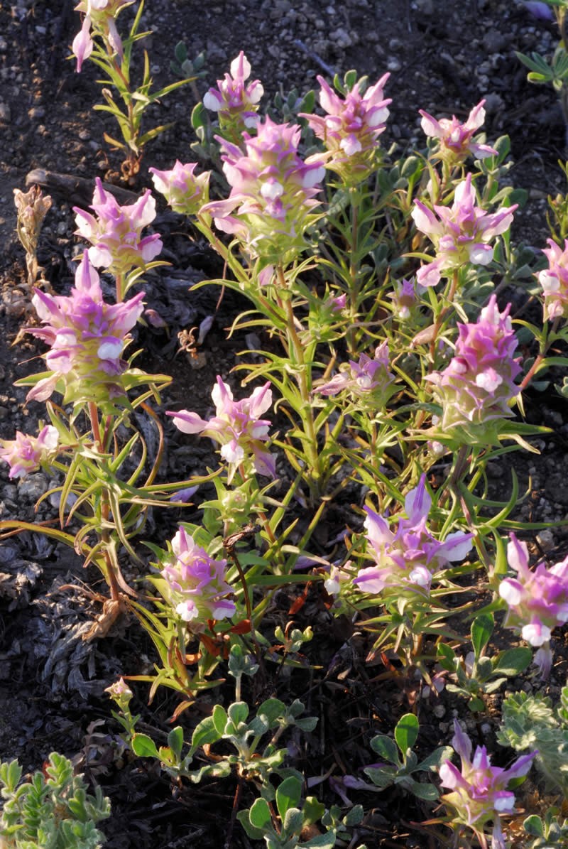 Toothed Owl's-Clover