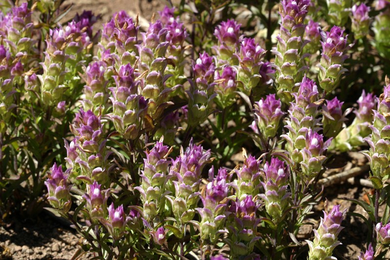 Toothed Owl's-Clover photo 4