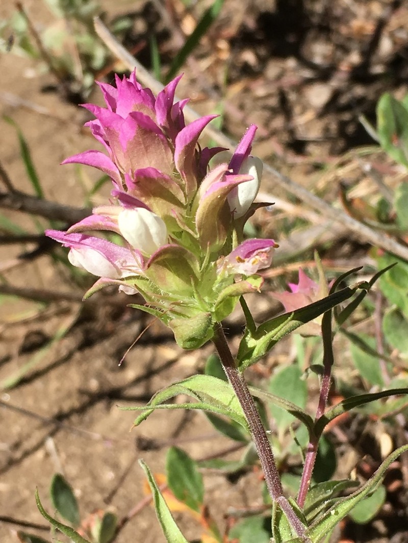 Toothed Owl's-Clover photo 5