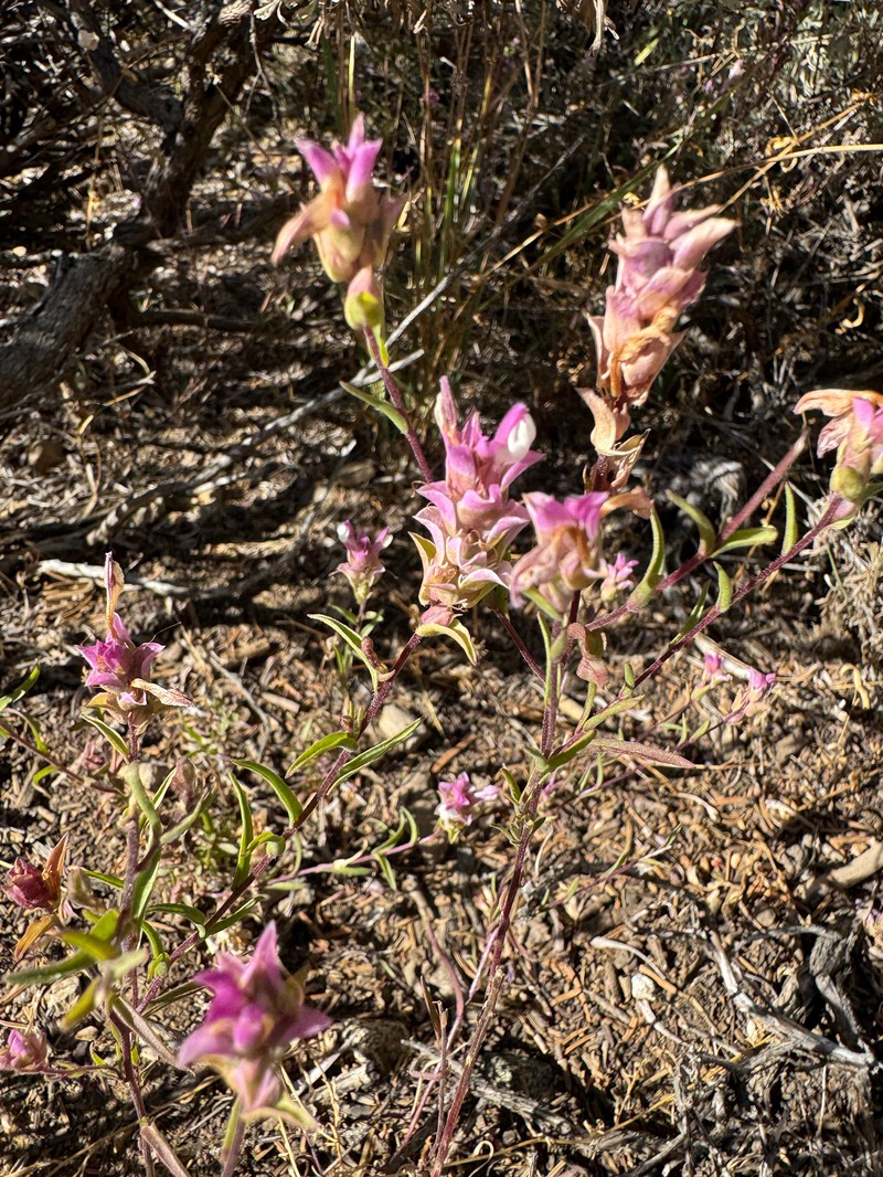 Orthocarpus cuspidatus subsp. copelandii