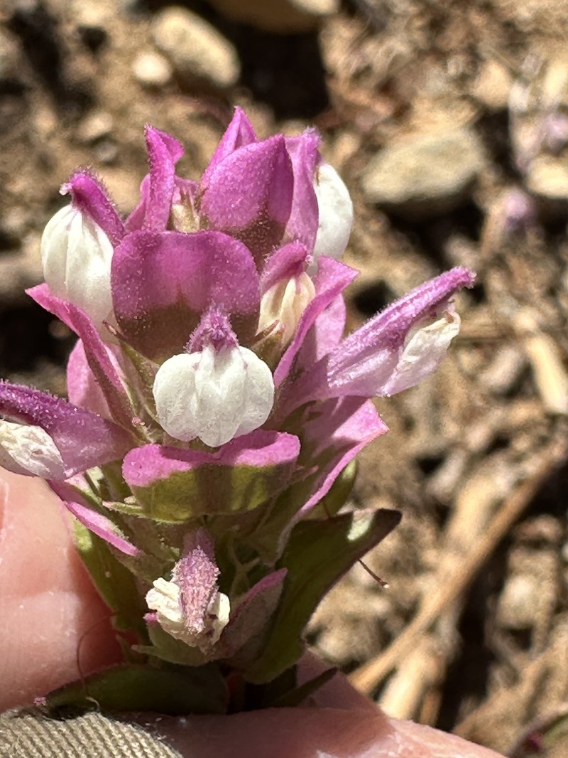 Orthocarpus cuspidatus subsp. copelandii photo 3