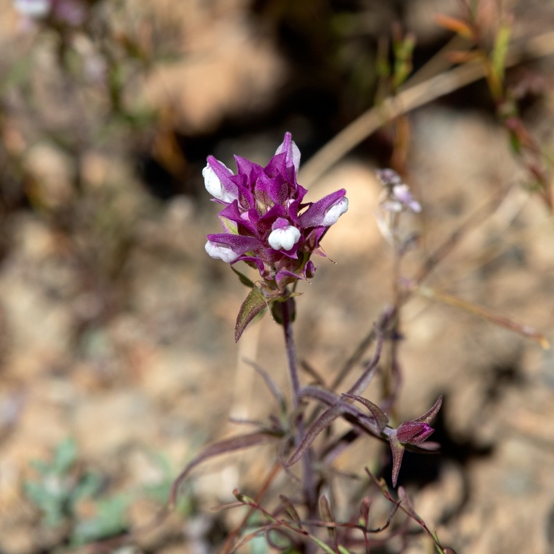 Orthocarpus cuspidatus subsp. copelandii photo 4