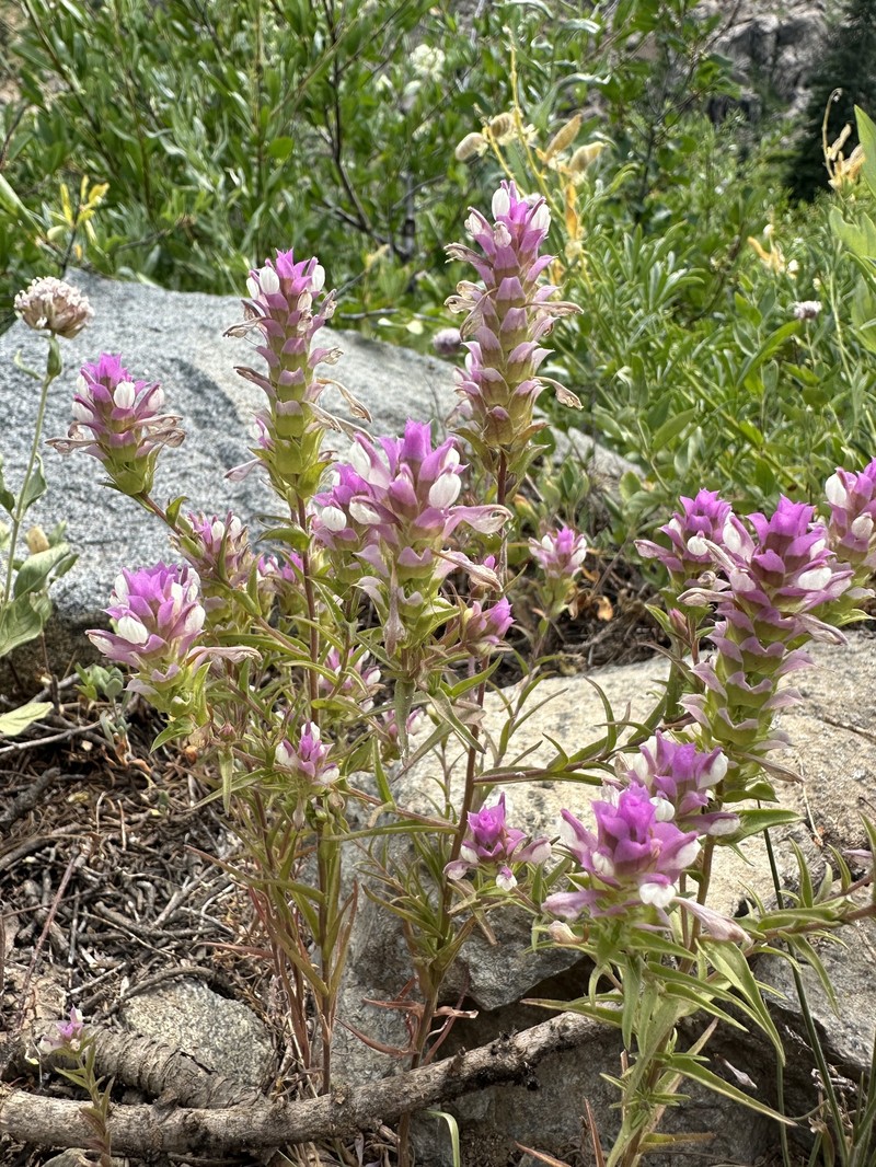 Orthocarpus cuspidatus subsp. copelandii photo 5