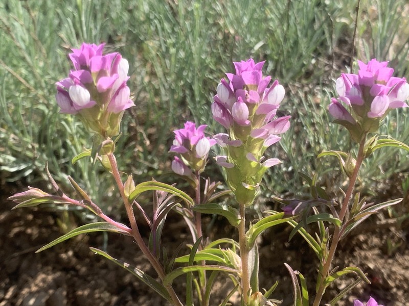 Orthocarpus cuspidatus subsp. copelandii photo 6