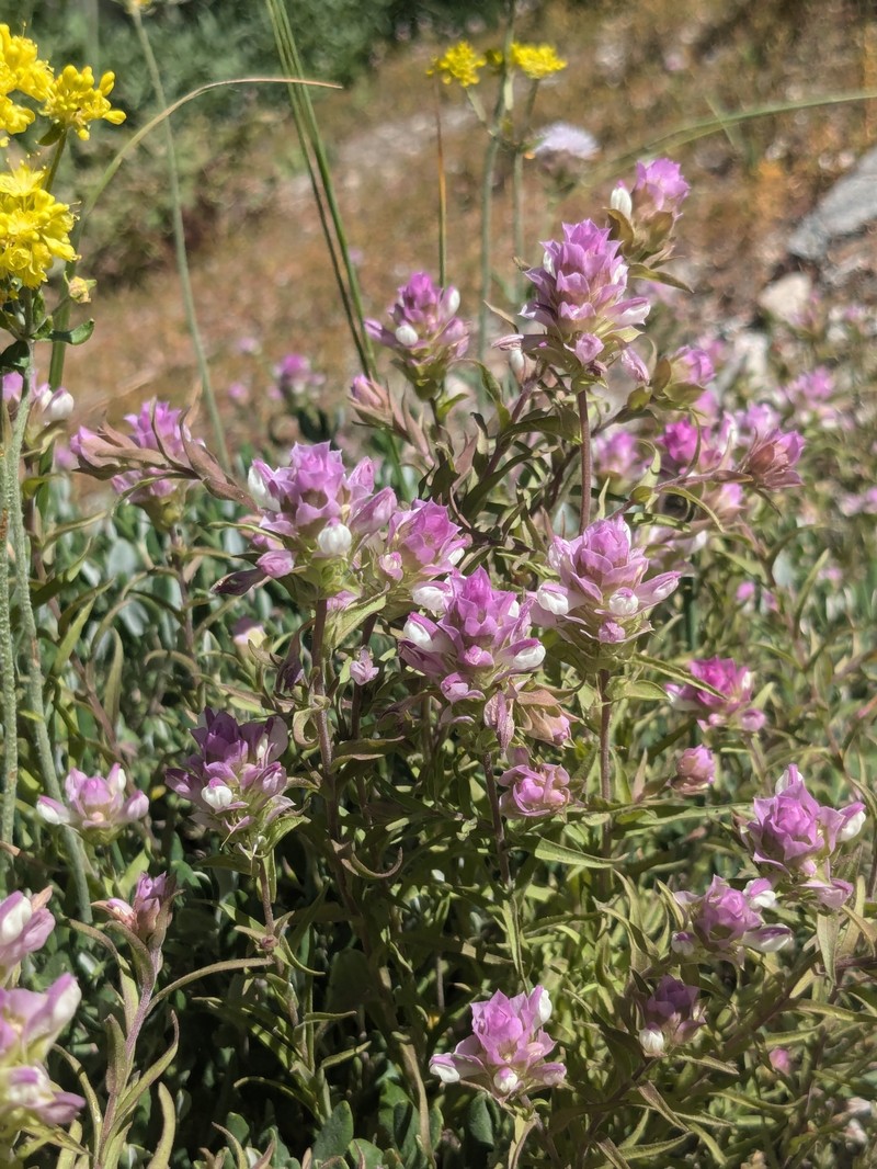 Orthocarpus cuspidatus subsp. copelandii photo 7