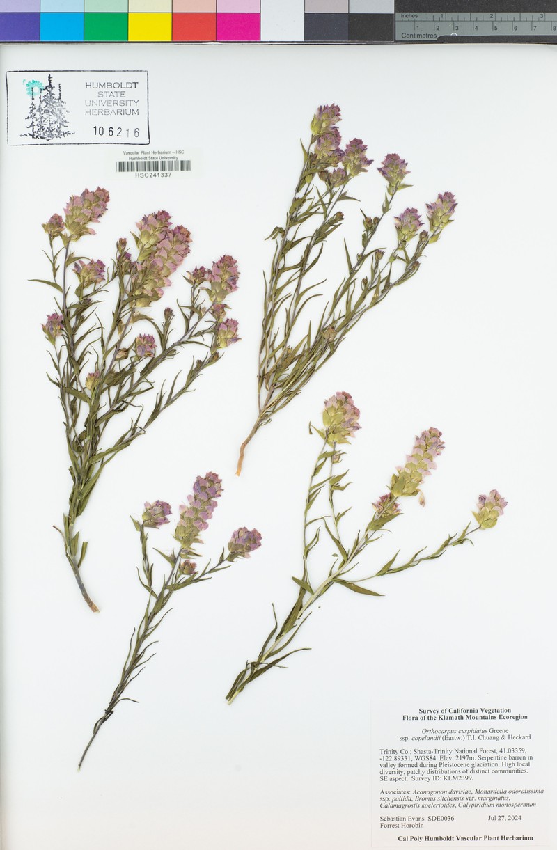 Orthocarpus cuspidatus subsp. copelandii photo 8