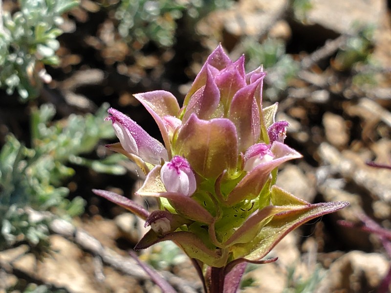 Orthocarpus cuspidatus subsp. cryptanthus