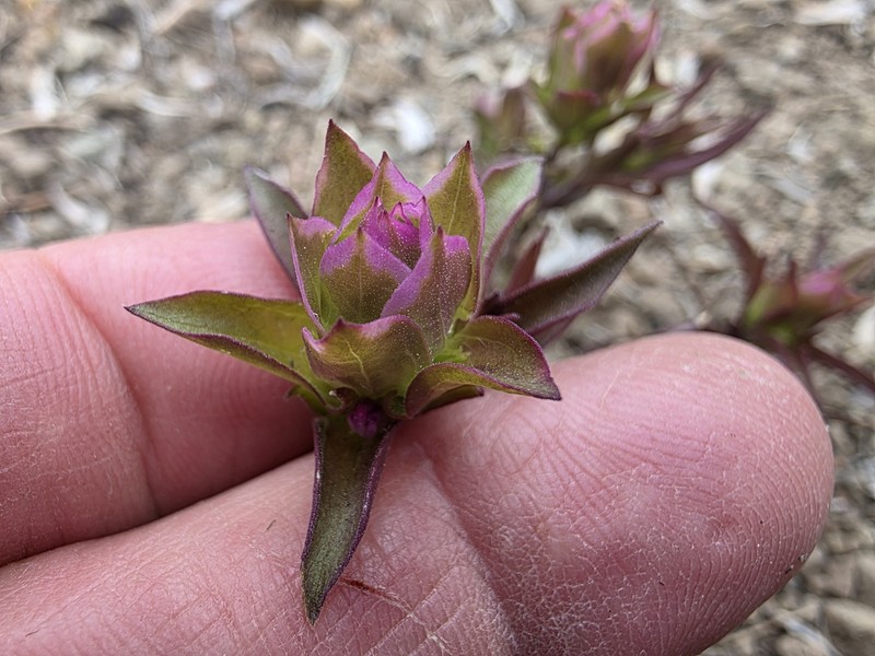 Orthocarpus cuspidatus subsp. cryptanthus photo 2
