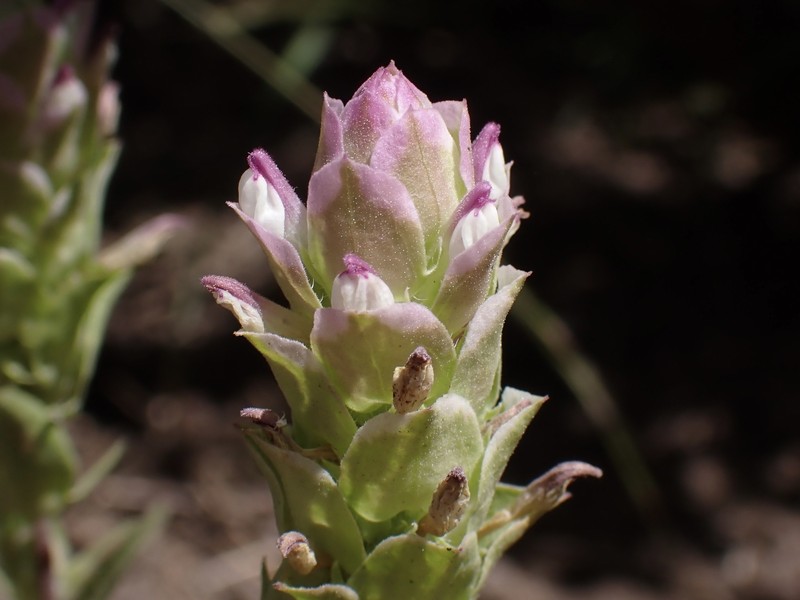 Orthocarpus cuspidatus subsp. cryptanthus photo 7