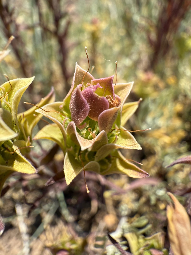 Orthocarpus cuspidatus subsp. cryptanthus photo 8