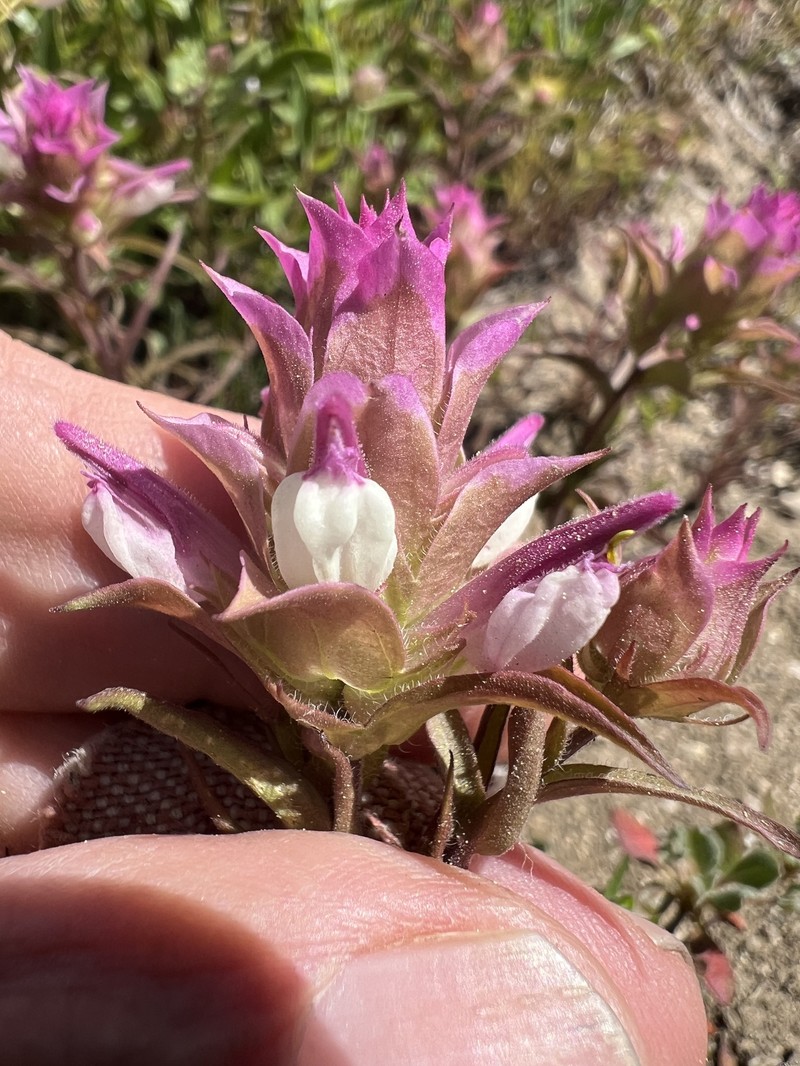 Orthocarpus cuspidatus subsp. cuspidatus