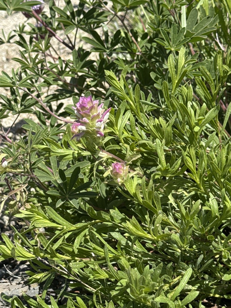 Orthocarpus cuspidatus subsp. cuspidatus photo 2