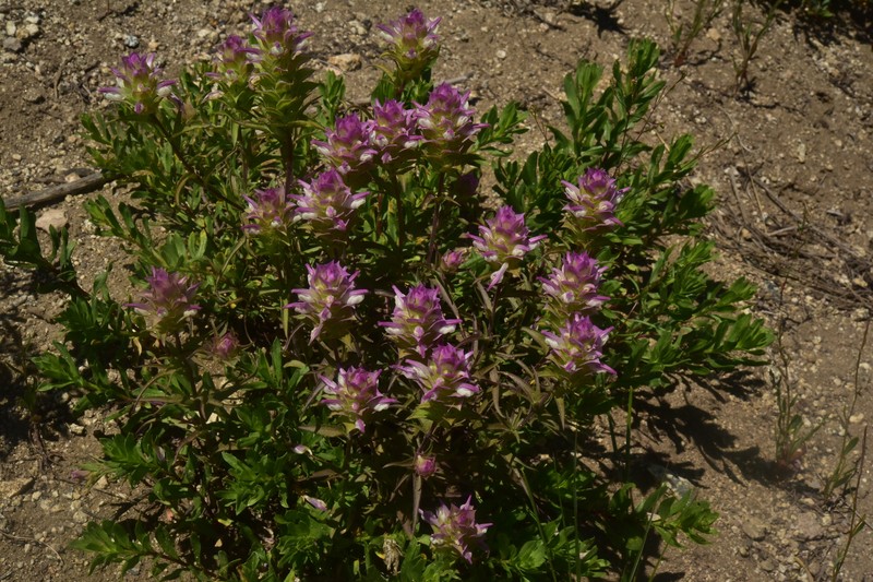 Orthocarpus cuspidatus subsp. cuspidatus photo 3