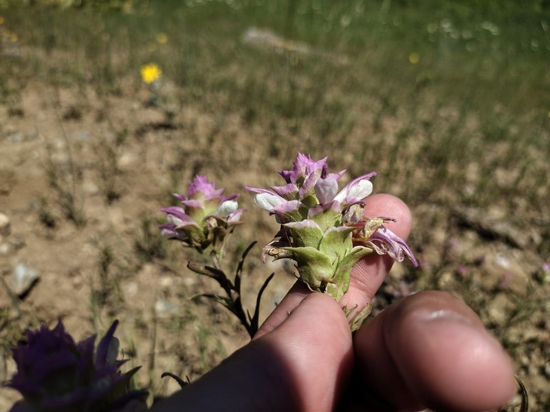 Orthocarpus cuspidatus subsp. cuspidatus photo 4