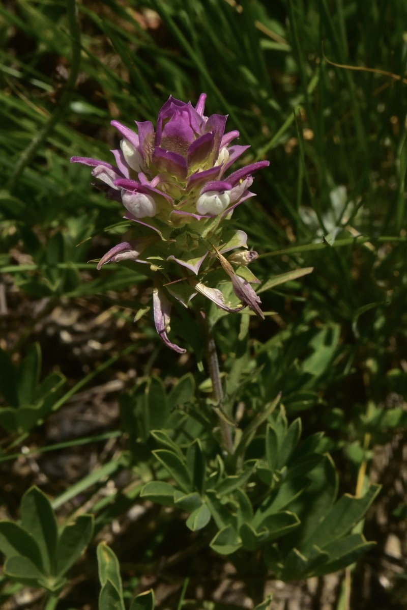 Orthocarpus cuspidatus subsp. cuspidatus photo 5