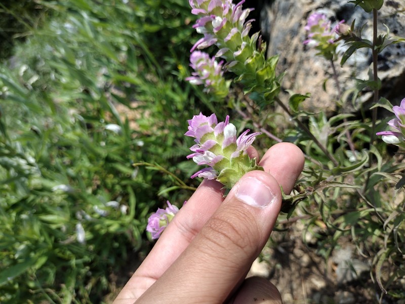 Orthocarpus cuspidatus subsp. cuspidatus photo 6