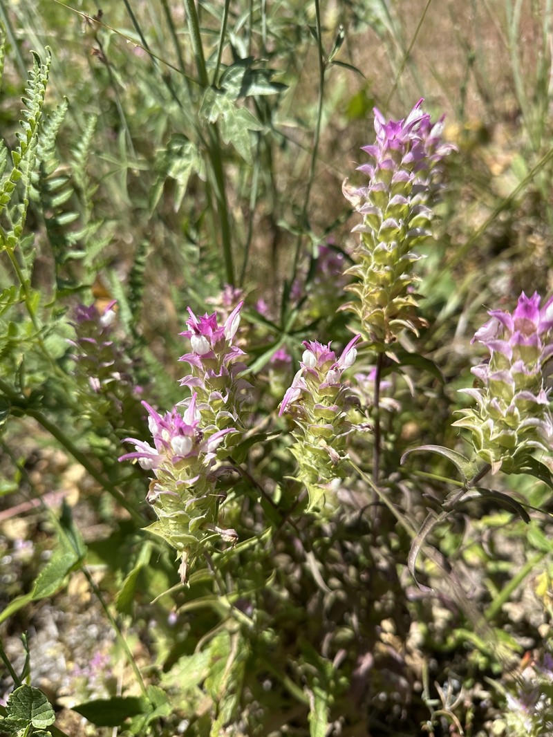 Orthocarpus cuspidatus subsp. cuspidatus photo 7