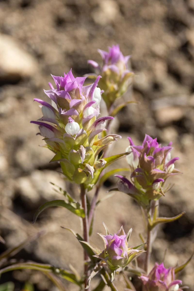 Orthocarpus cuspidatus subsp. cuspidatus photo 8