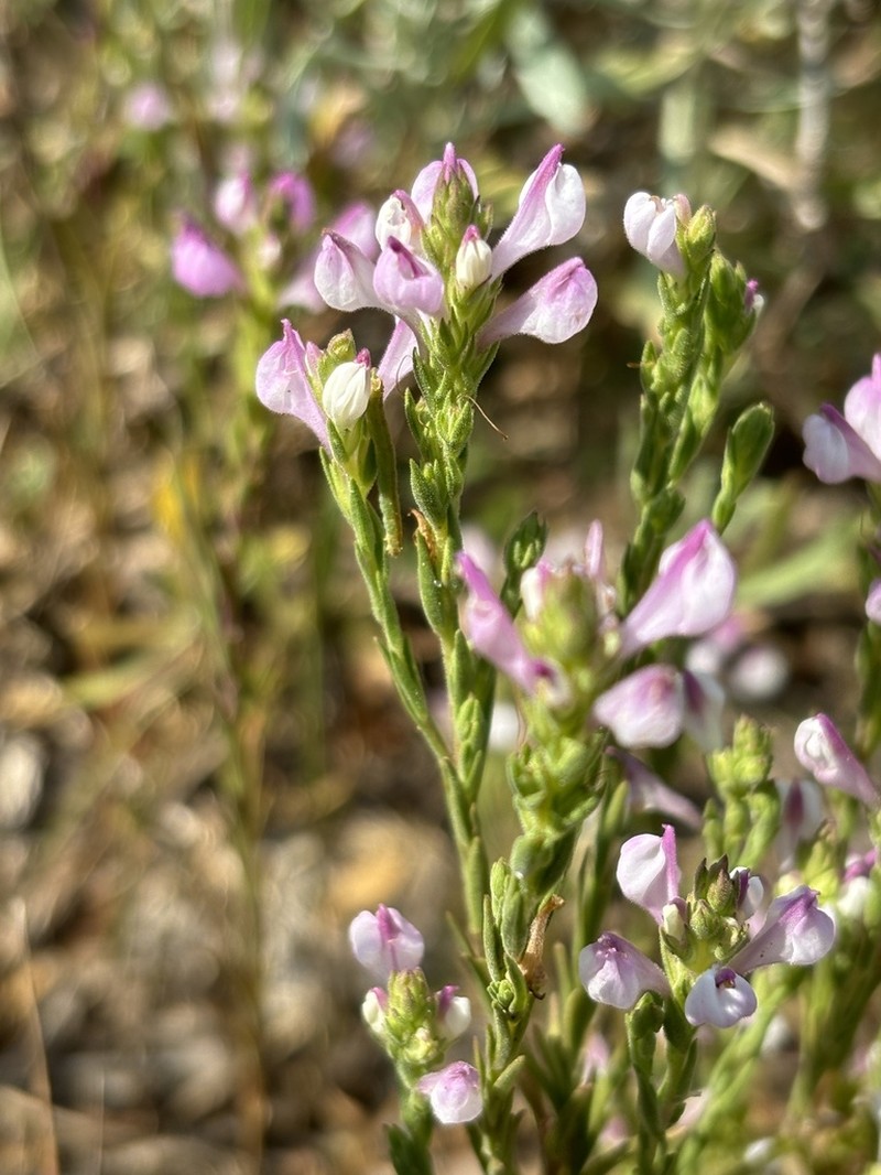 Orthocarpus holmgreniorum