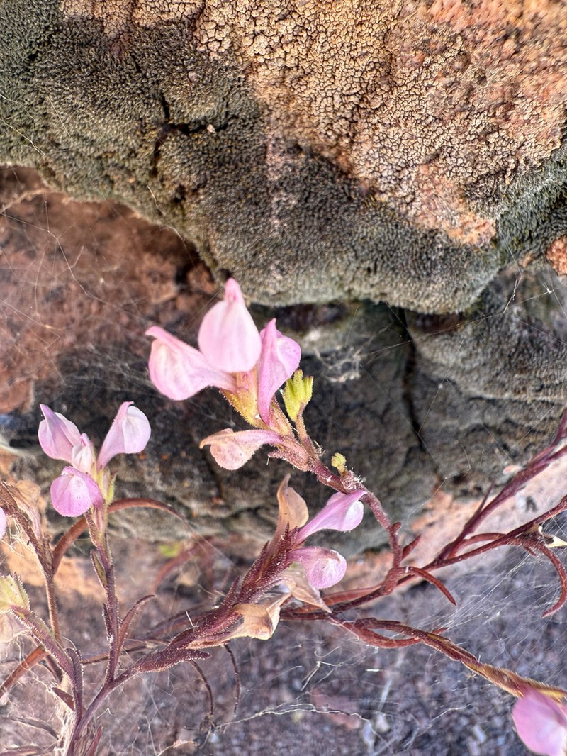 Orthocarpus holmgreniorum photo 2