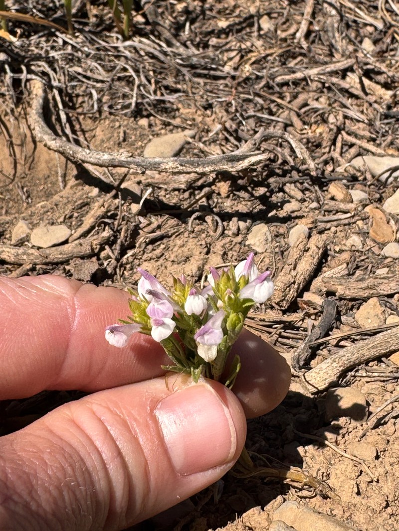 Orthocarpus holmgreniorum photo 3