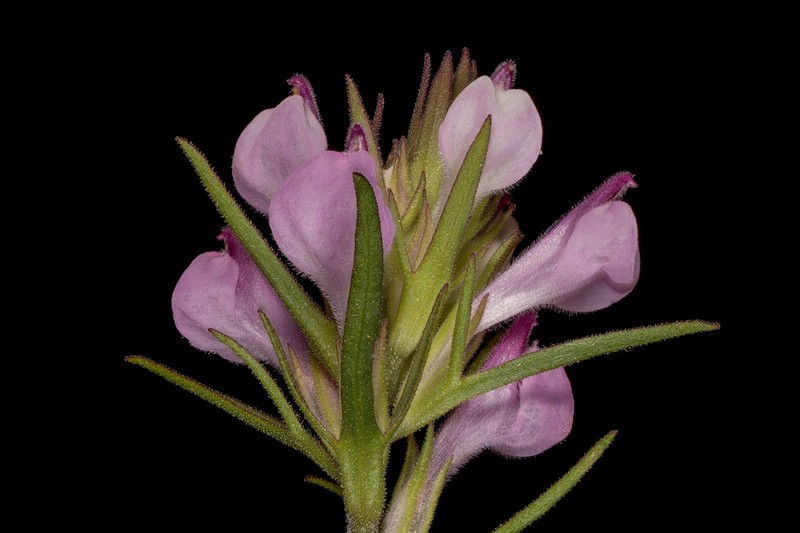 Orthocarpus holmgreniorum photo 4