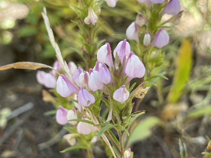 Orthocarpus holmgreniorum photo 5