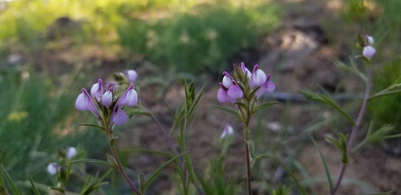 Orthocarpus holmgreniorum photo 6