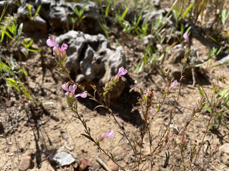 Orthocarpus holmgreniorum photo 7
